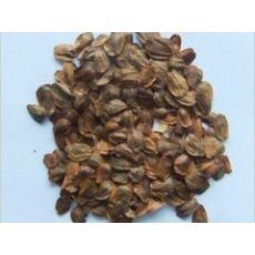 柳州杉木種子批發:廣西綠化苗木種子|東商網