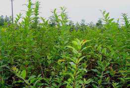 【供應泰安國富苗木出售的優質石榴苗】價格,廠家,圖片,水果種子種苗,泰安市國富苗木種植經銷合作社-