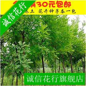 綠化苗木-國槐槐樹苗、國槐樹、細葉槐國槐樹槐樹苗大小規(guī)格全優(yōu)惠價5元,綠化苗木精心為您挑選-麥爾網(wǎng)購導(dǎo)航-網(wǎng)購寶