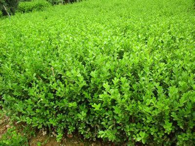 浙江女貞種子種苗價格多少_沐陽縣綠之洲花卉苗木銷售中心 - 商國互聯(lián)網(wǎng)