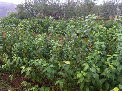 煙臺春豐大櫻桃苗木基地其他種子、種苗圖片_高清圖_細節(jié)圖-春豐櫻桃樹苗供應(yīng)