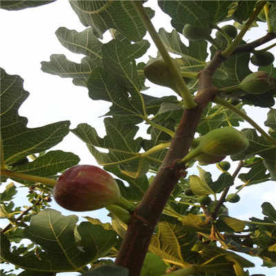 新聞 河南當(dāng)年結(jié)果中農(nóng)紅無花果苗批發(fā)多少錢