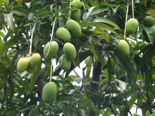 吃完的芒果種子不要扔,這么養(yǎng)長成小樹苗,呼呼結(jié)果子