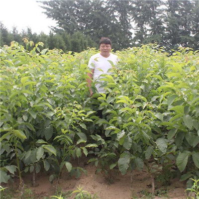 【嫁接薄殼核桃樹苗剪修介紹(云巖)核桃苗量大從優(yōu)】- 