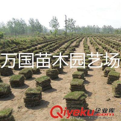 【一流供應(yīng)商】低價銷售馬尼拉草坪馬尼拉、結(jié)縷草價格量大優(yōu)惠多-沭陽縣萬國苗木園藝場提供【一流供應(yīng)商】低價銷售馬尼拉草坪馬尼拉、結(jié)縷草價格量大優(yōu)惠多的相關(guān)介紹、產(chǎn)品、服務(wù)、圖片、價格沭陽縣萬國苗木園藝場、花卉種子;綠化苗木;草坪種子;林木種子;l綠化工程