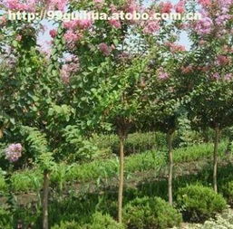 ,價格,廠家,供應(yīng)商,花木,咸寧萬桂桂花苗木種植專業(yè)合作社 熱賣促銷 阿土伯網(wǎng)