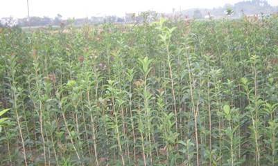 桂花樹種子苗桂花樹苗桂花樹小苗價格免費咨詢量大從優(yōu)0.3元|喬灌木|綠化苗木|供應(yīng)信息|597苗木網(wǎng)