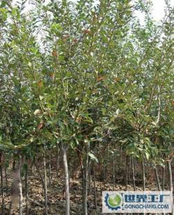 工程綠化苗木,花木花卉金絲海堂種子,價格優(yōu)惠。_農(nóng)副產(chǎn)品_世界工廠網(wǎng)中國產(chǎn)品信息庫