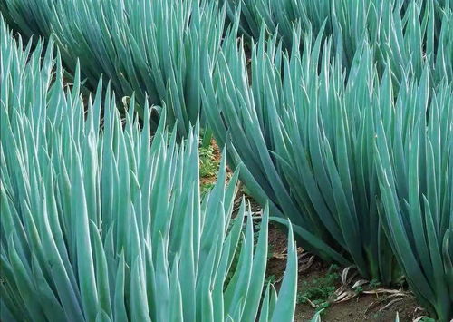 大蔥的全生育期種植方案