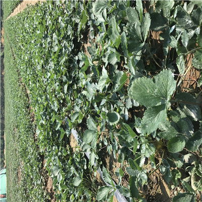 引進妙香3號草莓苗 妙香3號草莓苗簡介