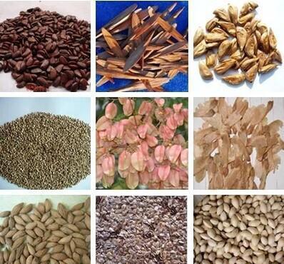 【法國冬青種子 法桐 紅葉李 南天竹 火炬 黃楊 紅葉小檗 杜】價格_廠家_圖片 -