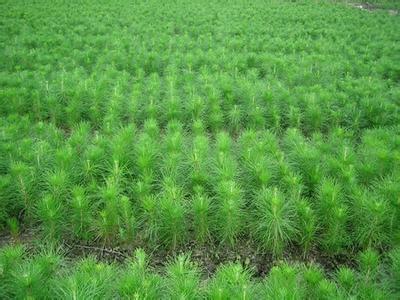 【濕地松種子種苗種植及種植管理】價格,廠家,其它綠化苗木-搜了網