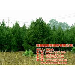 白皮松種子售價 瑞天苗木 中山白皮松種子批發