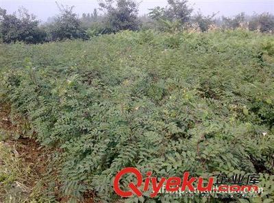 泰安鳳坦苗圃大量供應優質花椒苗-泰安高新區鳳坦苗木中心提供泰安鳳坦苗圃大量供應優質花椒苗的相關介紹、產品、服務、圖片、價格泰安高新區鳳坦苗木中心、果樹苗;綠化苗;占地苗;果樹苗;綠化苗;各種種子