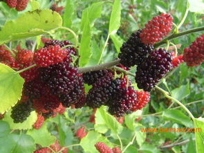 桑樹苗價格 果桑,桑樹苗價格 果桑生產廠家,桑樹苗價格 果桑價格