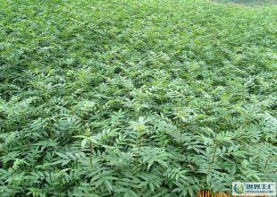 花椒苗、種子苗、各種苗木_農副產品_世界工廠網中國產品信息庫