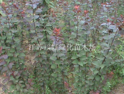 美人梅江蘇宿遷綠化苗木,綠化工程;草坪種子,小苗-江蘇頂好綠化苗木場商鋪供應列表-第1頁