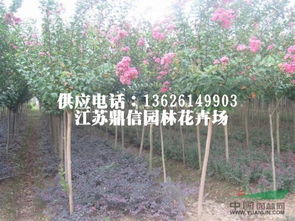 企業動態 沭陽縣潼陽鎮楓柏綠化園林苗木場