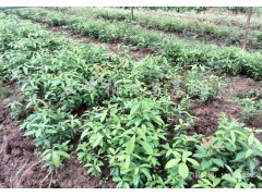 福建三明地區銷售金絲楠木苗|林木種子|綠化苗木|供應信息|597苗木網