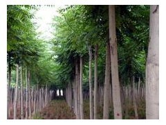 國槐苗多少錢一棵白蠟苗多少錢一棵法桐苗多少錢一棵|林木種子|綠化苗木|供應信息|597苗木網