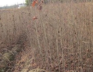 大量供應地徑2-5公分楓香/大量造林楓香小苗及種子