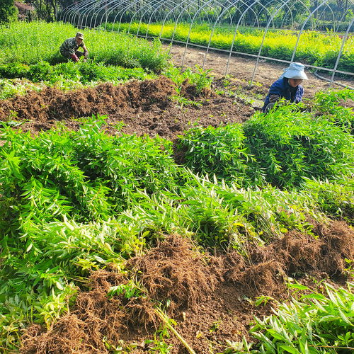 沭陽靚景 高速物流, 喂蠟 北方綠化年逾千萬