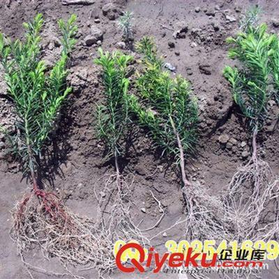 供應花卉苗木 南方紅豆杉苗10-15--20厘米-沭陽縣華東園藝場提供供應花卉苗木 南方紅豆杉苗10-15--20厘米的相關介紹、產品、服務、圖片、價格沭陽縣華東園藝場、花卉苗木;草坪種子;牧草種子;花卉種子;盆景