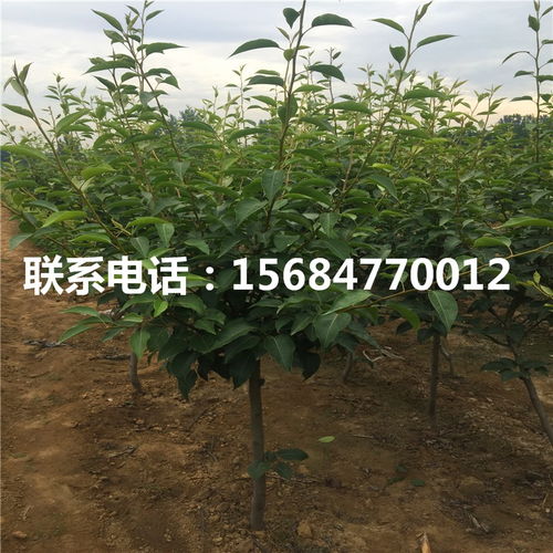 袖珍香梨樹苗新品種 袖珍香梨樹苗出售基地