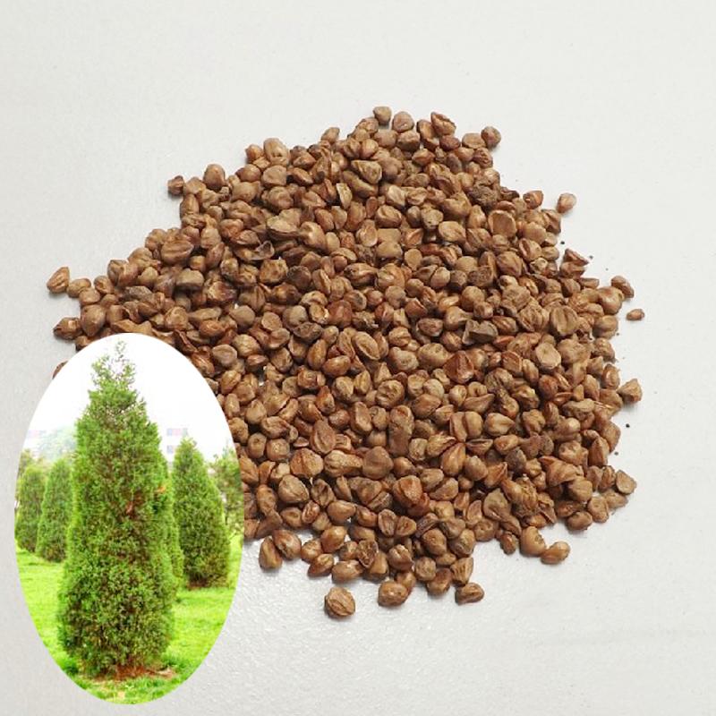 供應(yīng)林信 檜柏種子 圓柏 塔柏 蜀檜柏 儈柏 筆柏 林木種子