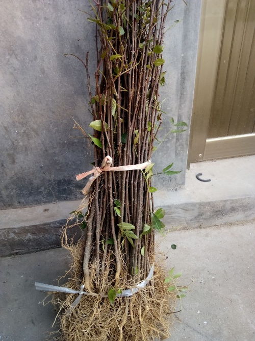 【山東花椒樹苗批發(fā)零售、一年的花椒樹苗售價(jià)新采花椒種子】- 