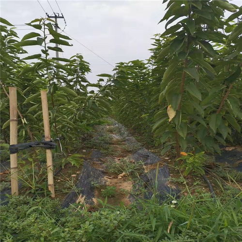 美國(guó)一號(hào)櫻桃品種介紹 美國(guó)一號(hào)櫻桃樹苗價(jià)格