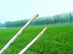 泗陽(yáng)上千棵新栽楊樹死亡 回應(yīng)稱技術(shù)不達(dá)標(biāo)