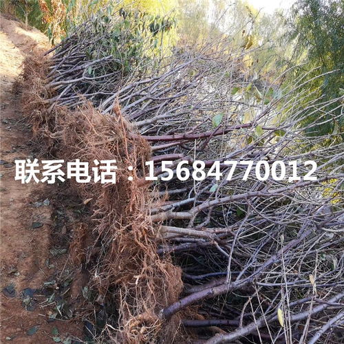 車厘子樹苗 出售車厘子樹苗 車厘子樹苗價格