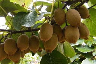 十個農村創業點子推薦 農村新能源創業項目有哪些