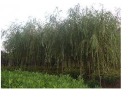 垂柳價格 青皮垂柳報價|林木種子|綠化苗木|供應信息|597苗木網