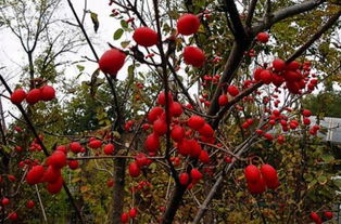 落葉喬木山茱萸長什么樣 種子 樹苗價格大約多少錢 種植技術有哪些