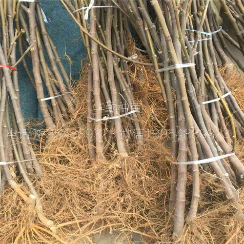 早黃無花果樹苗,品種純正,