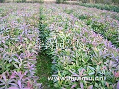 【木荷小苗供應|綠化苗木,綠化小苗,喬木灌木,苗木種子等華濤園藝場商鋪