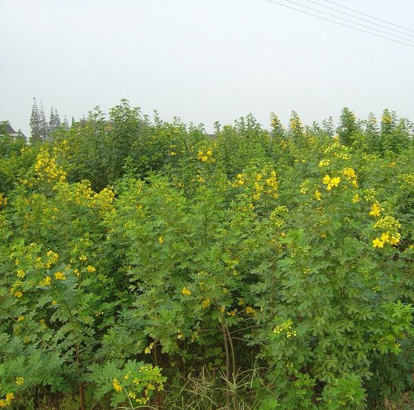 特價供應決明子種子 決明子種植方法 綠化苗木種子批發