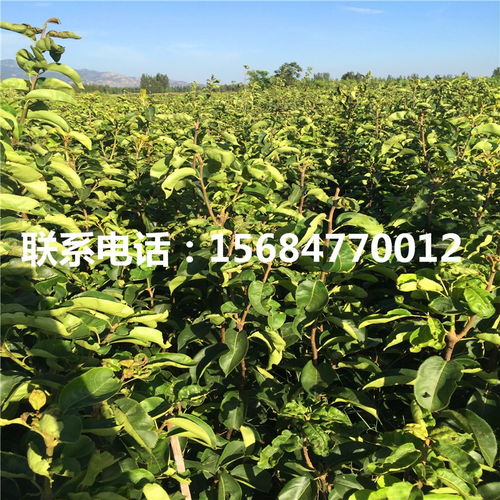 黃冠梨樹苗 黃冠梨樹苗基地