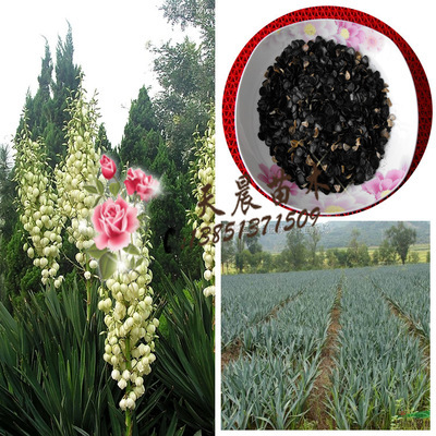 種子-冀花四號花生種子采購平臺求購產品詳情