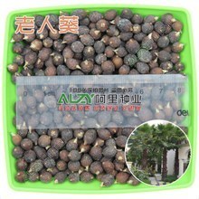 【棕櫚樹種子】最新最全棕櫚樹種子 產品參考信息