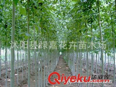 公司直銷 楸樹種子 梓桐 金絲楸 花卉種子保質保量-沭陽縣綠嘉花卉苗木場提供公司直銷 楸樹種子 梓桐 金絲楸 花卉種子保質保量的相關介紹、產品、服務、圖片、價格沭陽縣綠嘉花卉苗木場、苗木種子;綠化苗木;園藝用品