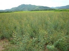 黃刺梅_黃刺梅價格_黃刺梅種子|喬灌木|綠化苗木|供應信息|597苗木網