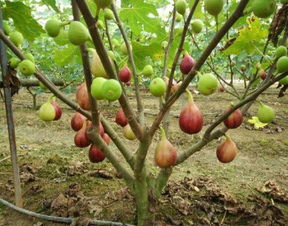 家里庭院如有空地,種幾顆這樣的樹苗,長大了子孫后輩會受益無窮