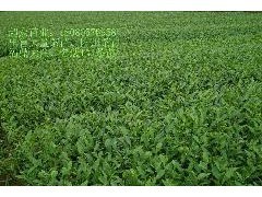 天津茶苗、天津茶樹苗、天津茶苗|林木種子|綠化苗木|供應信息|597苗木網