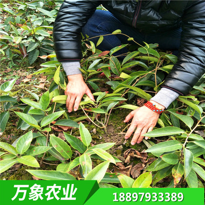 黑老虎布福娜苗 萬象農業 種子 苗木