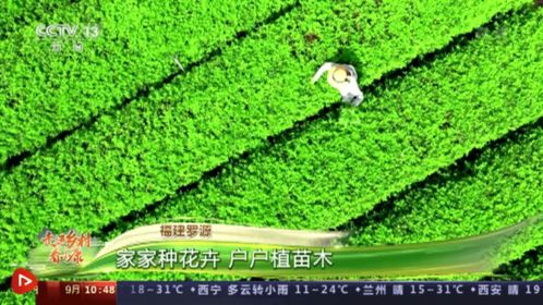 走進鄉村看小康 福建羅源 家家種花卉 戶戶植苗木