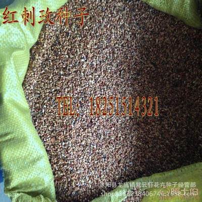 【紅刺玫種子粉刺玫種子粉團薔薇綠化苗木種子優質實拍30元/斤】沭陽縣龍廟鎮紫云軒花卉種子經營部 - 產品庫