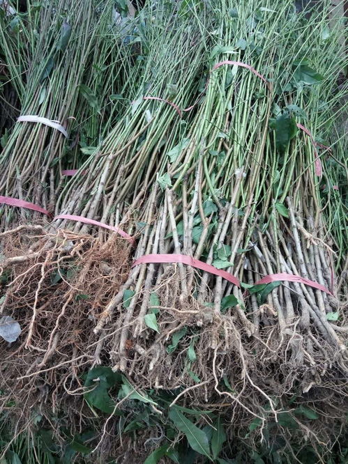 1公分秦王桃苗多少錢一棵 1年秦王桃苗價格